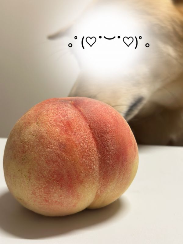美尻🍑
