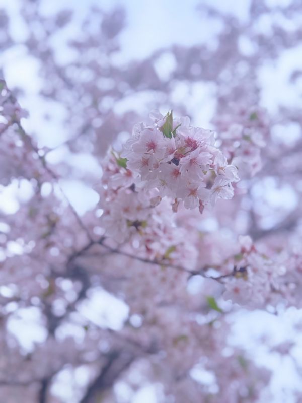 さくら🌸